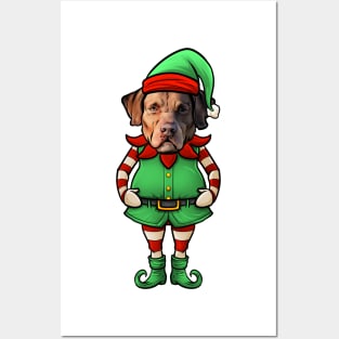 Chesapeake Bay Retriever Christmas Elf Posters and Art